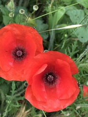 Papaver rhoeas