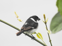 Sporophila americana