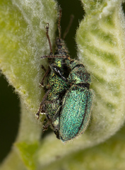 Phyllobius betulinus