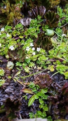 Clinopodium nubigenum