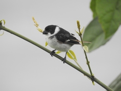 Sporophila americana