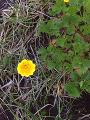Potentilla flabellifolia