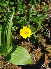 Potentilla flabellifolia