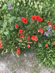 Papaver rhoeas