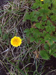 Potentilla flabellifolia