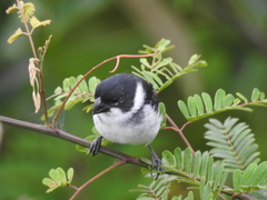 Sporophila americana