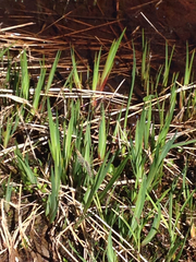 Juncus ensifolius