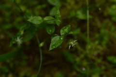 Stellaria crispa