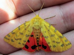 Diacrisia purpurata