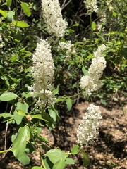 Ceanothus integerrimus