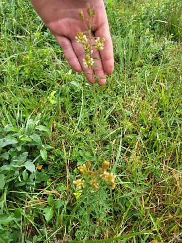Image of Lespedeza angustifolia by (c) Sean Rigney, some rights reserved (CC BY)