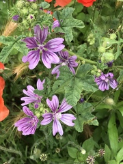 Malva sylvestris