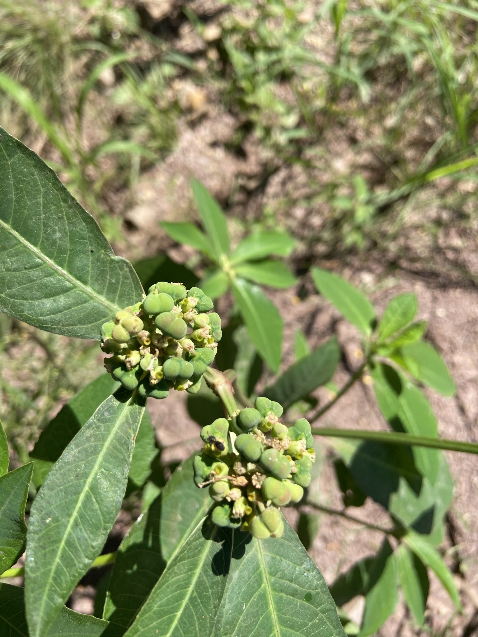 Euphorbia heterophylla