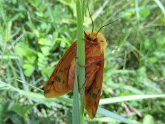 Diacrisia purpurata