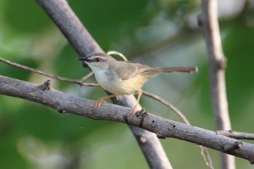 Tawny-flanked Prinia