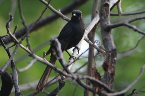 Northern Black-Flycatcher