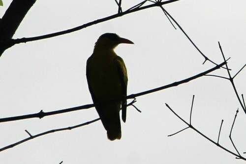 African Golden Oriole