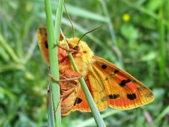 Diacrisia purpurata