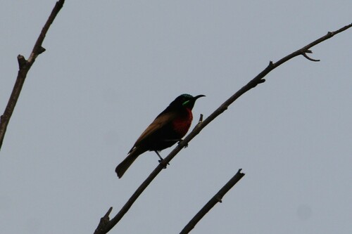 Scarlet-chested Sunbird