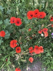 Papaver rhoeas