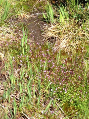 Epilobium anagallidifolium