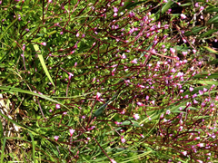 Epilobium anagallidifolium