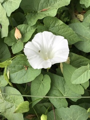 Calystegia silvatica
