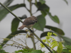 Sporophila americana