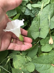 Calystegia silvatica