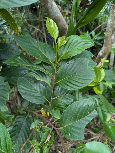 Prunus grisea observed 2024-08-07