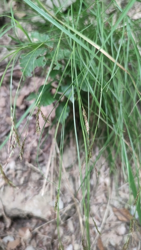 Carex austroalpina