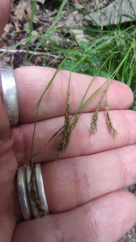 Carex austroalpina, photograph 2