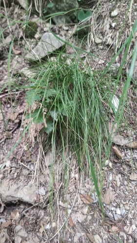 Carex austroalpina, photograph 3