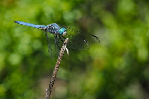 iNaturalist observation photo of Blue Dasher