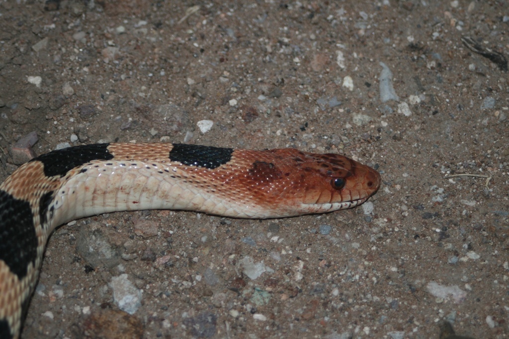 Jan's Bullsnake