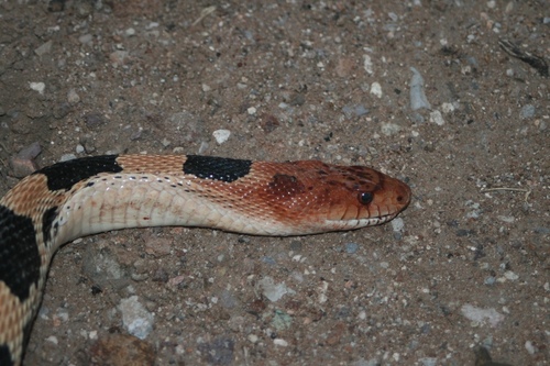 Jan's Bullsnake