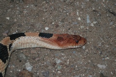 Pituophis deppei jani