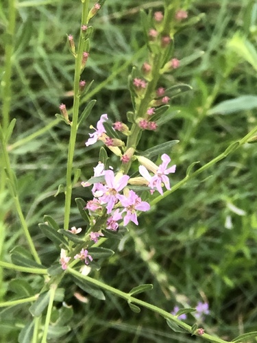 Image of Lythrum californicum by (c) Lightning Star Sky / Skyler Noah Wall, some rights reserved (CC BY)