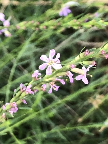 Image of Lythrum californicum by (c) Lightning Star Sky / Skyler Noah Wall, some rights reserved (CC BY)