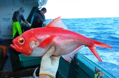 Slender Alfonsino photo 5