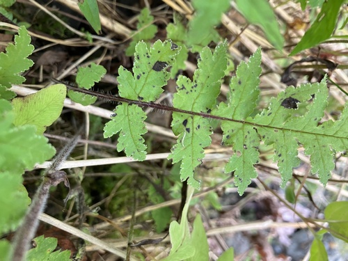 Image of Furbish lousewort by no rights reserved