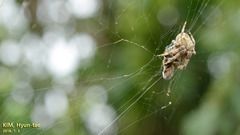 Araneus ventricosus