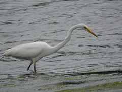 Ardea alba