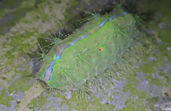 Griseothosea fasciata