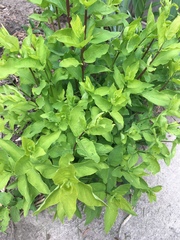 Lonicera involucrata
