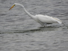 Ardea alba