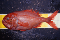 Orange Roughy photo 4
