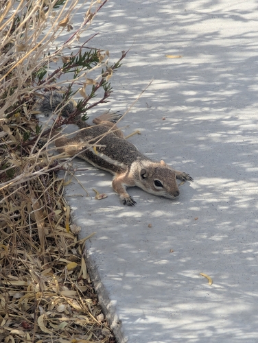 White-tailed Antelope Squirrel photographed in Nevada