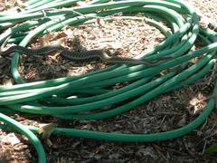 Thamnophis hammondii