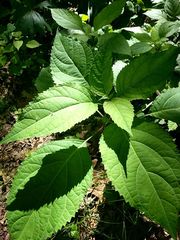 Collinsonia canadensis